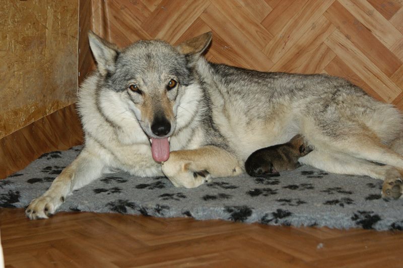Gorthan Úlfur Kappi
